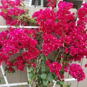 Meet your Posher, Selma